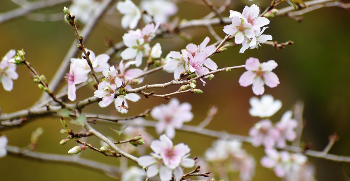 冬の桜はご存知ですか？(^▽^)/