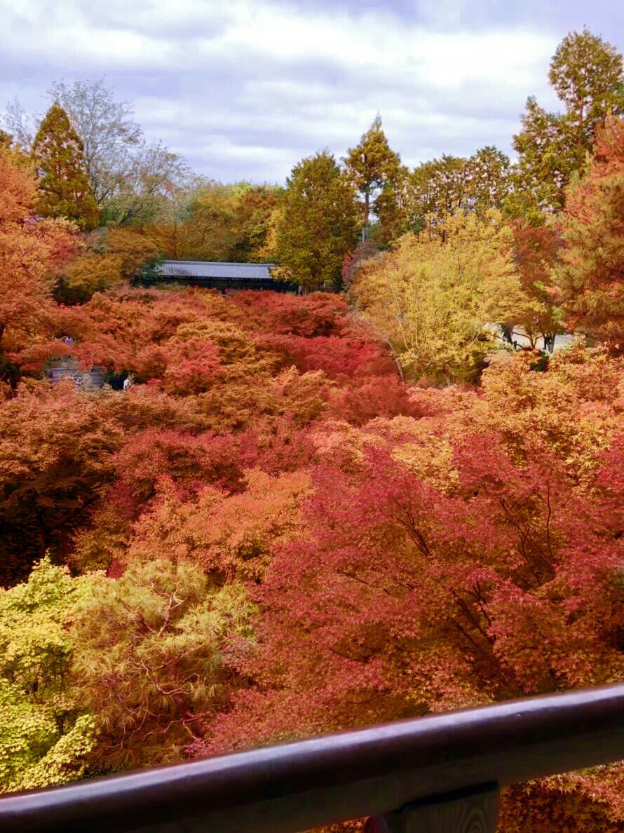 紅葉の名所「東福寺」