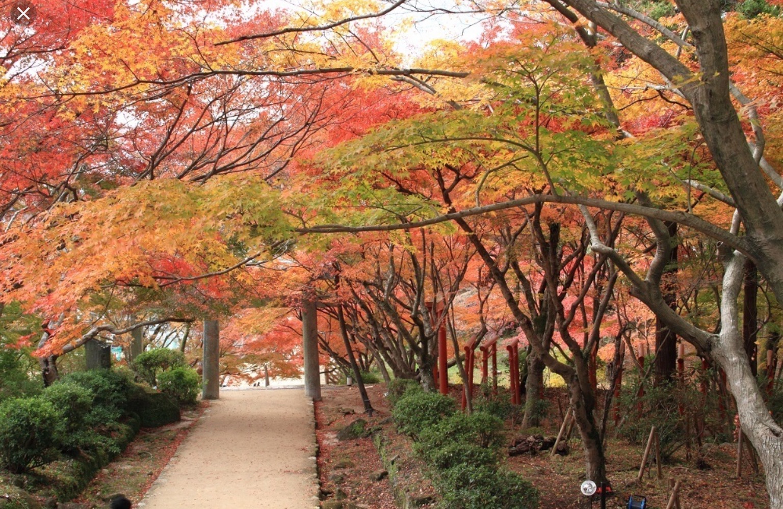 竈門神社の紅葉♪