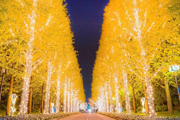 夜のクリスマスイルミネーションin KYOTO