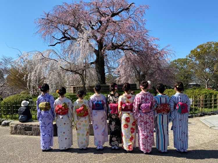 桜もう見頃です