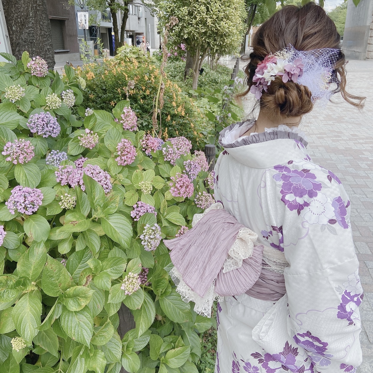 紫陽花シーズン